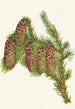 Engelmann-Fichtenbaum Picea engelmanni - Mary Vaux Walcott — Ansicht des Kunstwerks