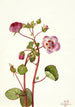 Eremalche rotundifolia - Mary Vaux Walcott — Ansicht des Kunstwerks