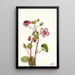 Eremalche rotundifolia - Mary Vaux Walcott — gerahmtes Bild an der Wand