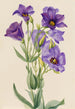 Eustoma russelianum - Mary Vaux Walcott — Ansicht des Kunstwerks