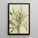 Onagre Pachyoplus hirsutus - Mary Vaux Walcott — gerahmtes Bild an der Wand