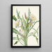 Onagre Pachyloplus hirsutus - Mary Vaux Walcott — gerahmtes Bild an der Wand
