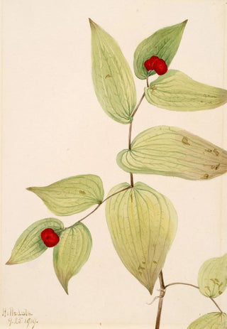 Mary Vaux Walcott - FairyBells Disporum trachycarpum.webp