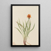 Faux Pissenlit Agoseris aurantiaca - Mary Vaux Walcott — gerahmtes Bild an der Wand
