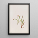 Faux Pissenlit Agoseris carnea - Mary Vaux Walcott — gerahmtes Bild an der Wand