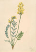 Faux Locoweed Oxytropia gracilis - Mary Vaux Walcott — Ansicht des Kunstwerks