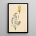Faux Locoweed Oxytropia gracilis - Mary Vaux Walcott — gerahmtes Bild an der Wand