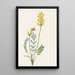 Faux Oxytropis gracilis - Mary Vaux Walcott — gerahmtes Bild an der Wand