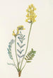 Faux Oxytropis gracilis - Mary Vaux Walcott — Ansicht des Kunstwerks