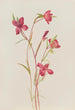 Adieu au printemps Godetia amoena lilja - Mary Vaux Walcott — Ansicht des Kunstwerks