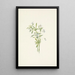 Violette des champs Viola rafinesquii - Mary Vaux Walcott — gerahmtes Bild an der Wand