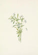 Violette des champs Viola rafinesquii - Mary Vaux Walcott — Ansicht des Kunstwerks