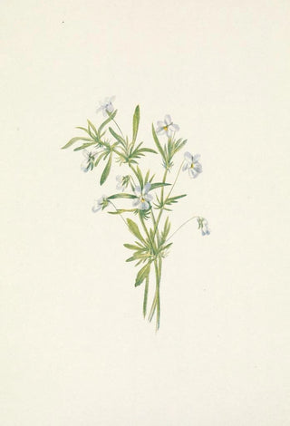 Mary Vaux Walcott - Field Violet Viola rafinesquii.webp