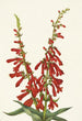 Pentstémon de feu Pentstemon eatonii - Mary Vaux Walcott — Ansicht des Kunstwerks