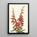 Pentstémon de feu Pentstemon eatonii - Mary Vaux Walcott — gerahmtes Bild an der Wand
