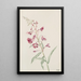 Epilobe en épi Epilobium angustifolium - Mary Vaux Walcott — gerahmtes Bild an der Wand
