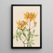 Azalée Flamme Azalea lutea - Mary Vaux Walcott — gerahmtes Bild an der Wand