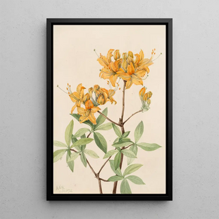 Mary Vaux Walcott - Flame Azalea Azalea lutea.webp