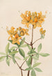 Azalée Flamme Azalea lutea - Mary Vaux Walcott — Ansicht des Kunstwerks