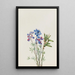 Blumenstudie - Mary Vaux Walcott — gerahmtes Bild an der Wand