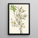 Fleur de cornouiller Cornus florida - Mary Vaux Walcott — gerahmtes Bild an der Wand