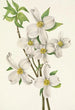 Fleur de cornouiller Cornus florida - Mary Vaux Walcott — Ansicht des Kunstwerks