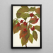 Frucht des Kornelkachorns Cornus florida - Mary Vaux Walcott — gerahmtes Bild an der Wand