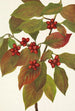 Frucht des Kornelkachorns Cornus florida - Mary Vaux Walcott — Ansicht des Kunstwerks