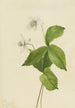 Anémone des forêts Anemone deltoidea - Mary Vaux Walcott — Ansicht des Kunstwerks