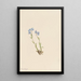 Myosotis des Alpes Myosotis alpestris - Mary Vaux Walcott — gerahmtes Bild an der Wand