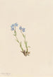 Myosotis des Alpes Myosotis alpestris - Mary Vaux Walcott — Ansicht des Kunstwerks