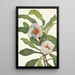 Franklinia alatamaha - Mary Vaux Walcott — gerahmtes Bild an der Wand