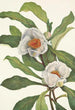 Franklinia alatamaha - Mary Vaux Walcott — Ansicht des Kunstwerks