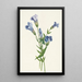 Gentiane frangée Gentiana crinita - Mary Vaux Walcott — gerahmtes Bild an der Wand