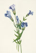Gentiane frangée Gentiana crinita - Mary Vaux Walcott — Ansicht des Kunstwerks
