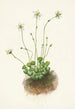 Parnassie frangée Parnassia fimbriata - Mary Vaux Walcott — Ansicht des Kunstwerks