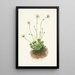 Parnassie frangée Parnassia fimbriata - Mary Vaux Walcott — gerahmtes Bild an der Wand