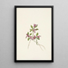 Polygale à feuilles paucifoliées Polygala paucifolia - Mary Vaux Walcott — gerahmtes Bild an der Wand