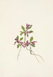 Polygale à feuilles paucifoliées Polygala paucifolia - Mary Vaux Walcott — Ansicht des Kunstwerks