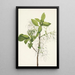 Baum mit Fransen Chionanthus virginica - Mary Vaux Walcott — gerahmtes Bild an der Wand