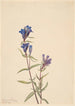 Gentiane Gentiana affinis - Mary Vaux Walcott — Ansicht des Kunstwerks