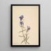 Gentiane Gentiana affinis - Mary Vaux Walcott — gerahmtes Bild an der Wand