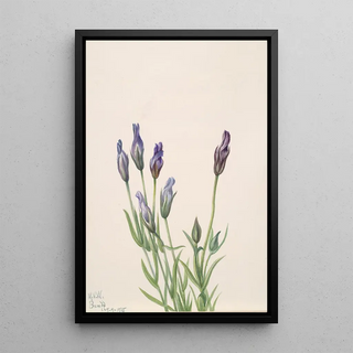 Mary Vaux Walcott - Gentian Gentiana macounii.webp