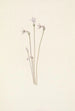 Monotrope uniflore Thalesia uniflora - Mary Vaux Walcott — Ansicht des Kunstwerks