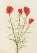 Castilléjie géante Castilleja miniata - Mary Vaux Walcott — Ansicht des Kunstwerks