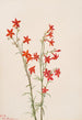 Gilia arizonica - Mary Vaux Walcott — Ansicht des Kunstwerks