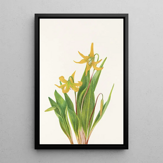 Mary Vaux Walcott - Glacierlily Erythronium grandiflorum.webp