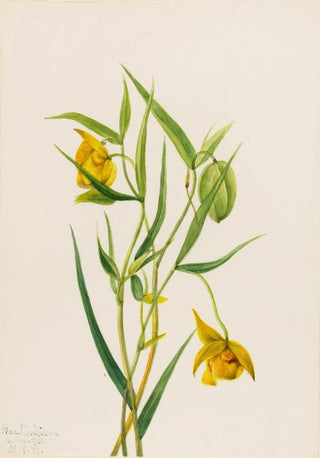 Mary Vaux Walcott - Golden Fairy Lantern Calochortus amabilis.webp
