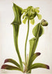 Sarracénie grün Sarracenia orephila - Mary Vaux Walcott — Ansicht des Kunstwerks