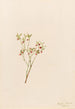 Airelle des bois Vaccinum scoparium - Mary Vaux Walcott — Ansicht des Kunstwerks